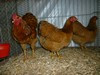 Bild00034 - Kopie