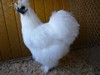 Bild00028 - Kopie