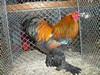 Bild00035 - Kopie
