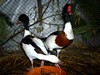 Bild00037 - Kopie