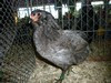 Bild00041