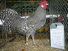 Bild00042 - Kopie