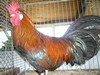 Bild00060
