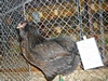 k-Auracana-wildfarbig1-DieterKalmbach-V-LVE - Kopie