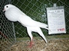 k-BrunnerKropfer1-weiss-HermannHaas-V-EB - Kopie