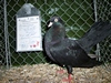 k-OrientalischerRoller-schwarz-ErichBauer-V-LVE - Kopie