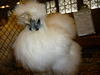k-Seidenhuhn-weiss-ThomasCarle-V-LVE - Kopie