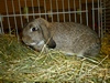 k-ZwWidder-wildfarbig-MarinFiess-hv-LVE - Kopie - Kopie