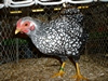 k-ZwWyandotte-silber-schwarzgesaumt-Thomas_Carle-sgZ - Kopie - Kopie