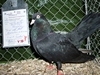 k-OrientalischerRoller1-schwarz-ErichBauer-V-LVE